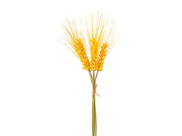 Mazzo spighe di grano gialle a24044