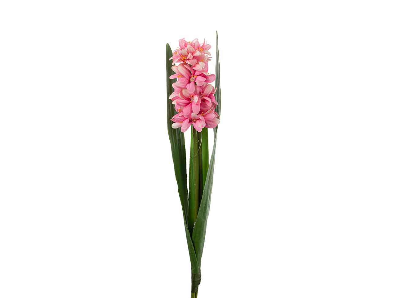 Giacinto singolo 45cm fucsia a26402