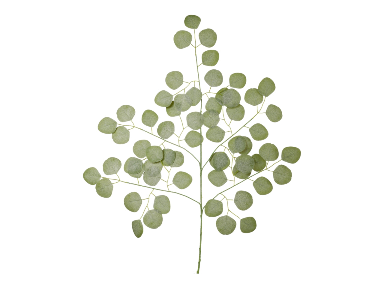 Ramo foglie eucalypto