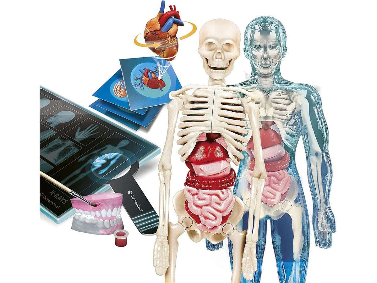 Clementoni Anatomia