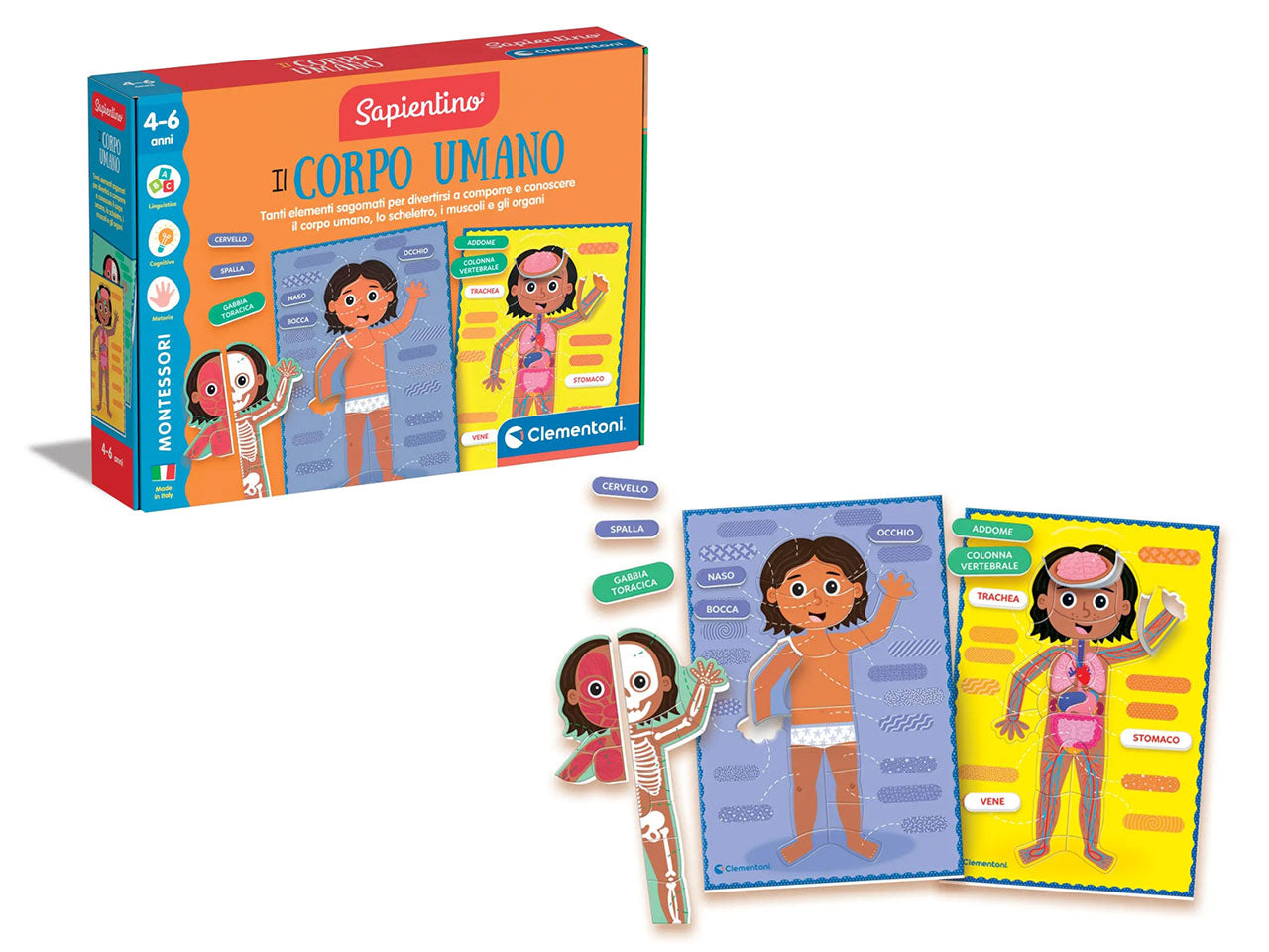 Montessori il corpo umano