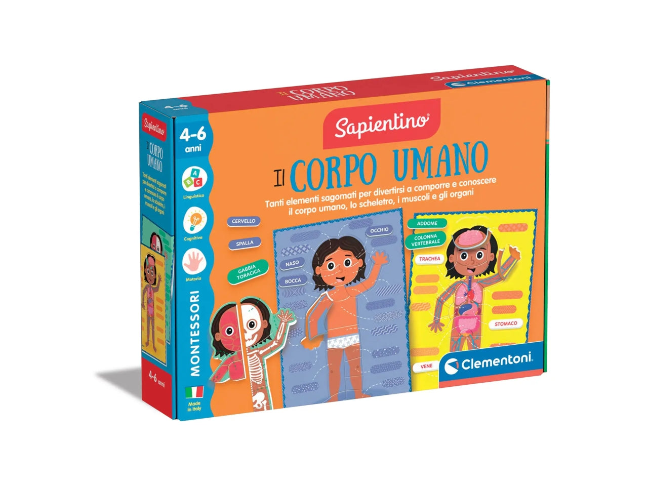 Montessori il corpo umano