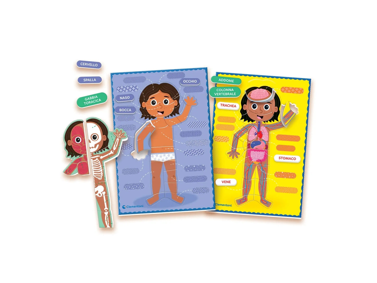 Montessori il corpo umano