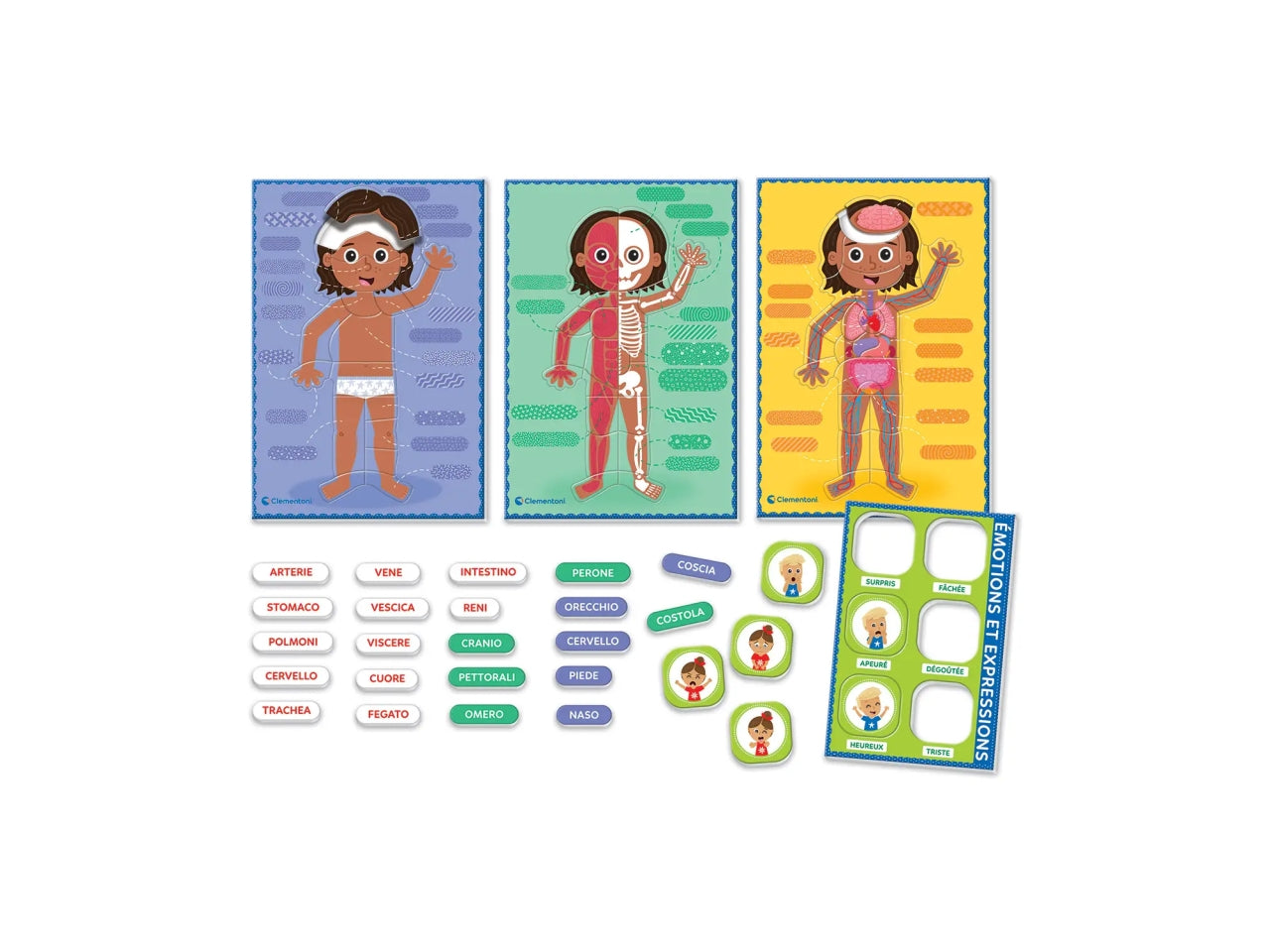 Montessori il corpo umano