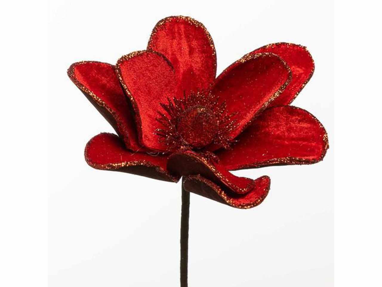 Magnolia velluto rosso 22cm 1nhz1897