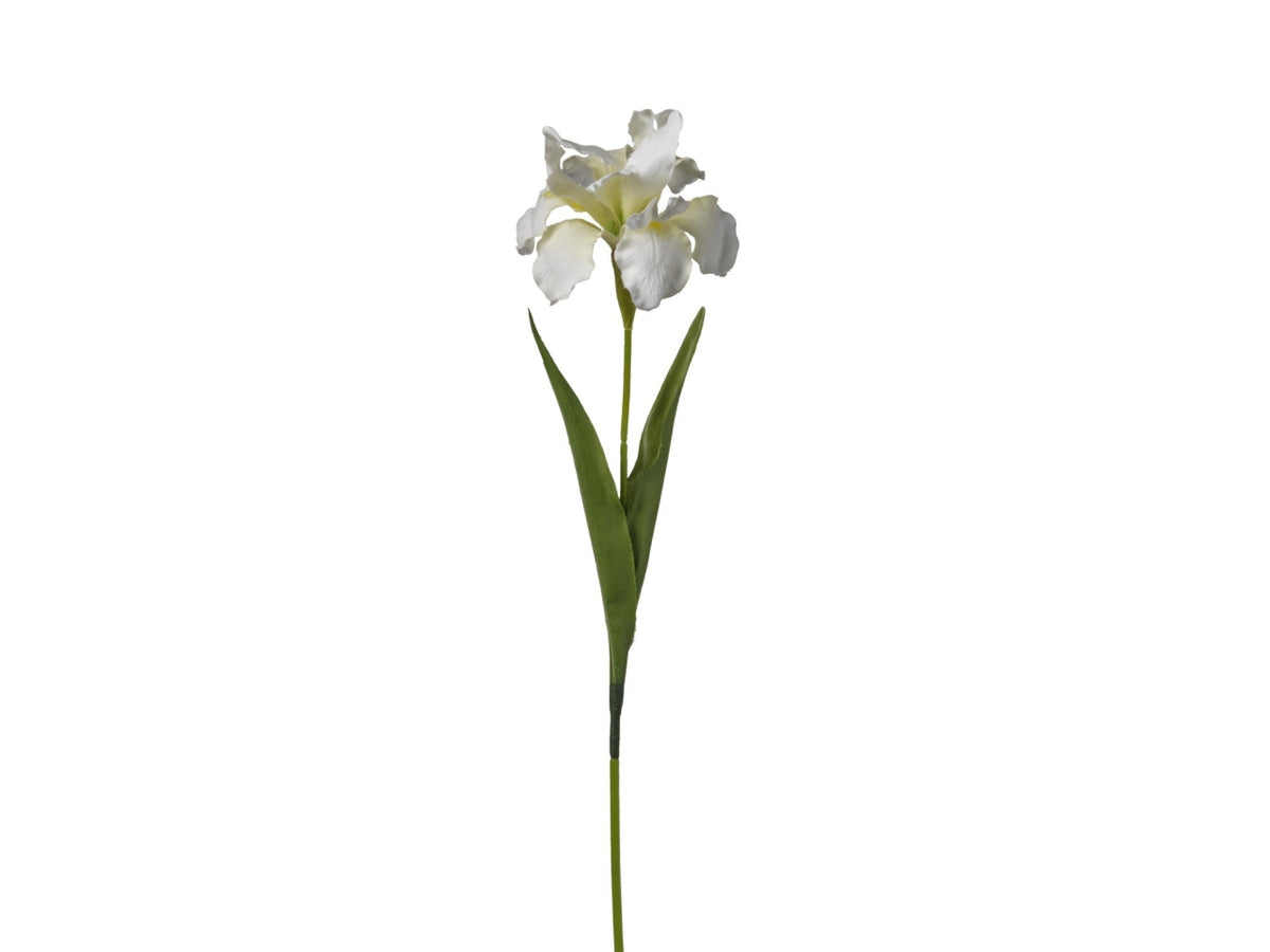 Ramo iris crema 63cm