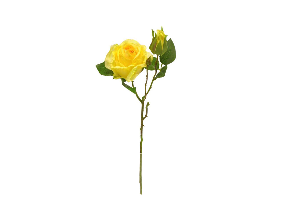 Rosa spruzzata 1 fiore 1 gemma giallo