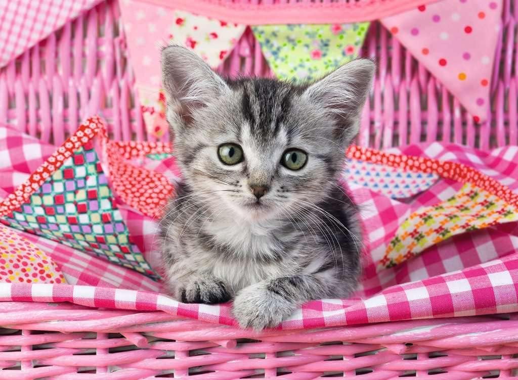 Puzzle 100 pezzi xxl bel gattino