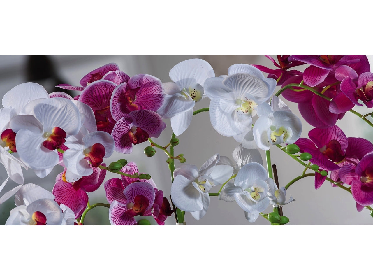 Orchidea in vaso 14xh.46cm