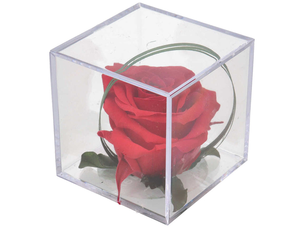 Rosa melchor rossa