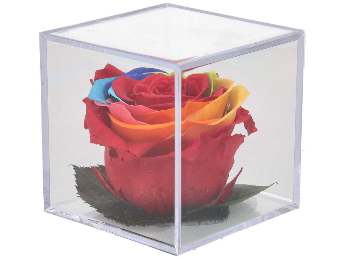Rosa melchor arcobaleno