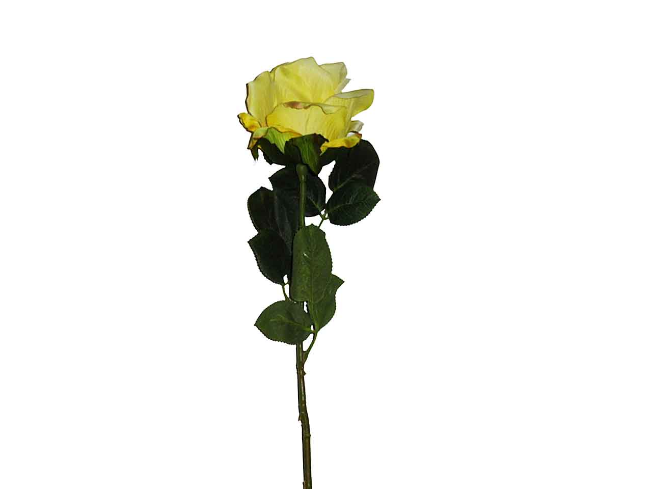 Rosa gialla 9211