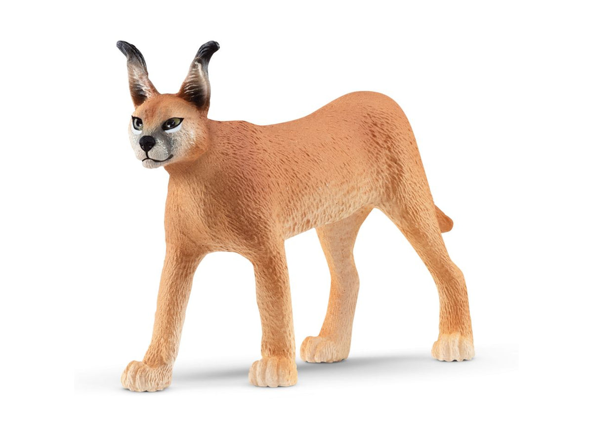 Caracal femmina