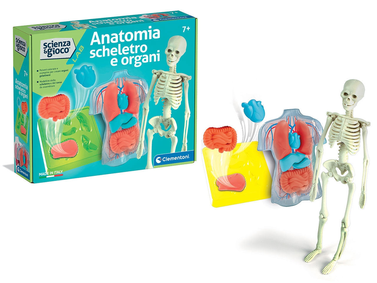 Clementoni Anatomia Scheletro E Organi
