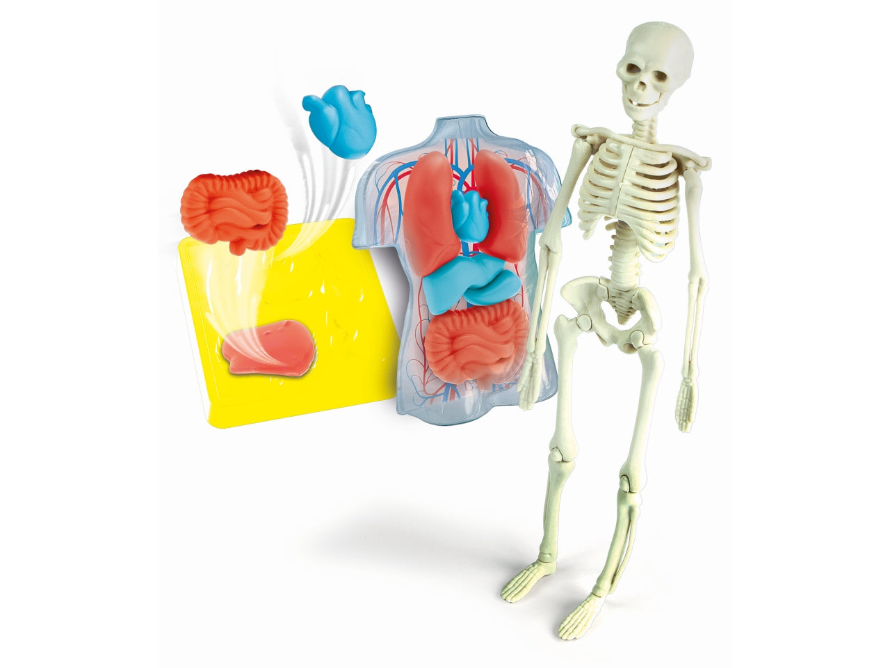 Clementoni Anatomia Scheletro E Organi