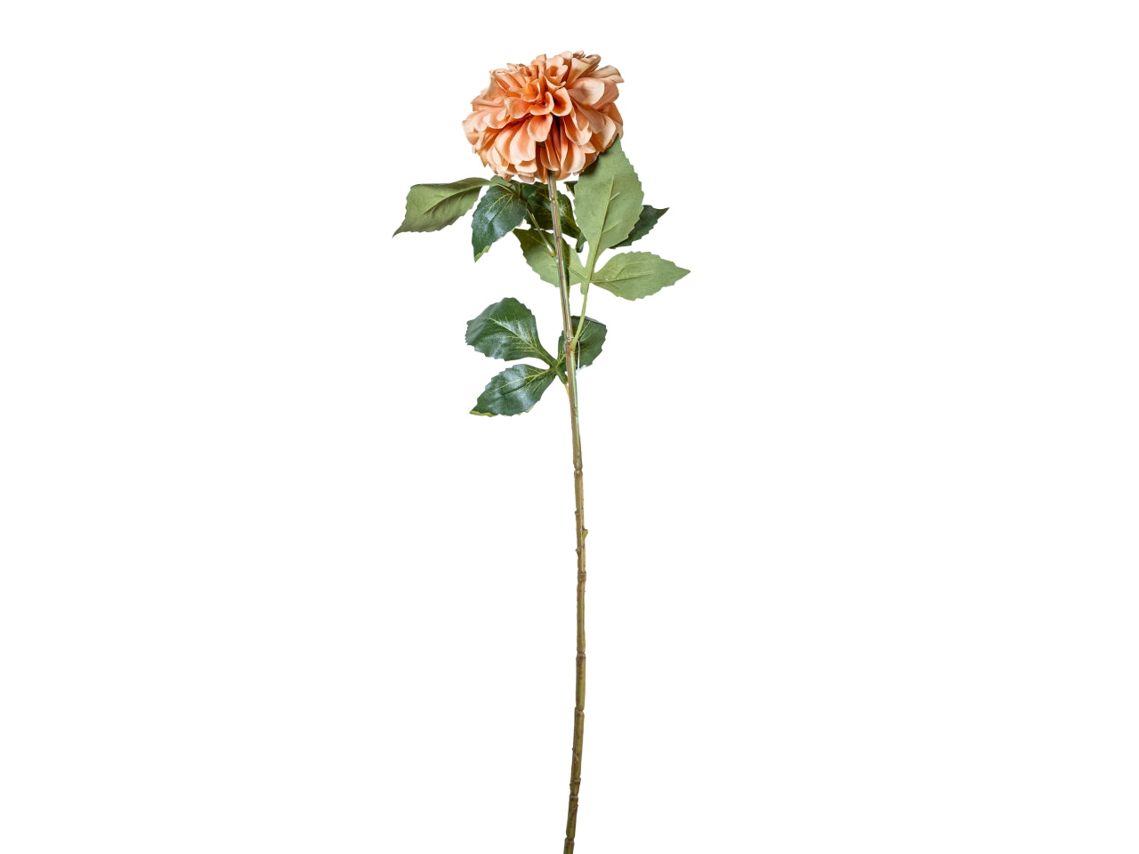 Ramo zinnia autunnale 70cm pesca