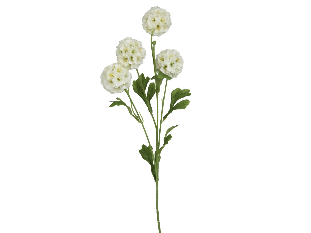 Ortensia bianco 12x6xh.75cm