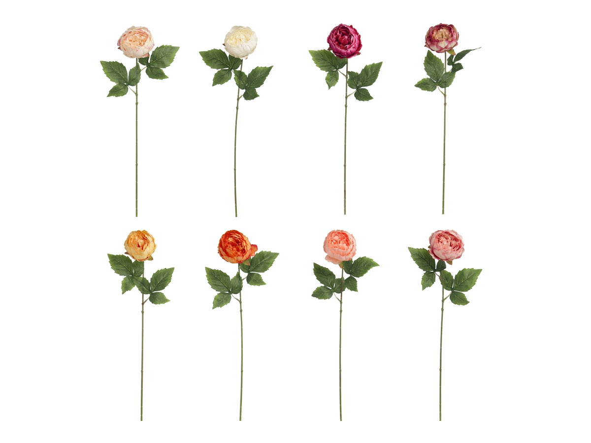 Peonia singola in colori assortiti