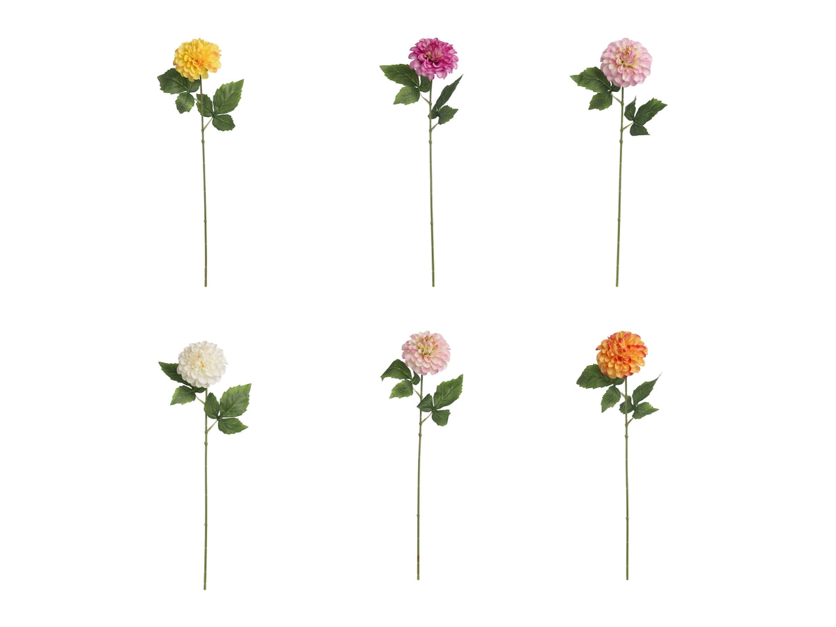 Zinnia singola in colori assortiti