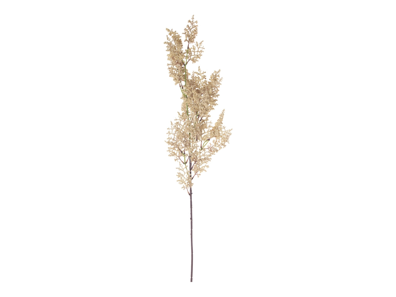 Ramo euphorbia floccata 63cm crema
