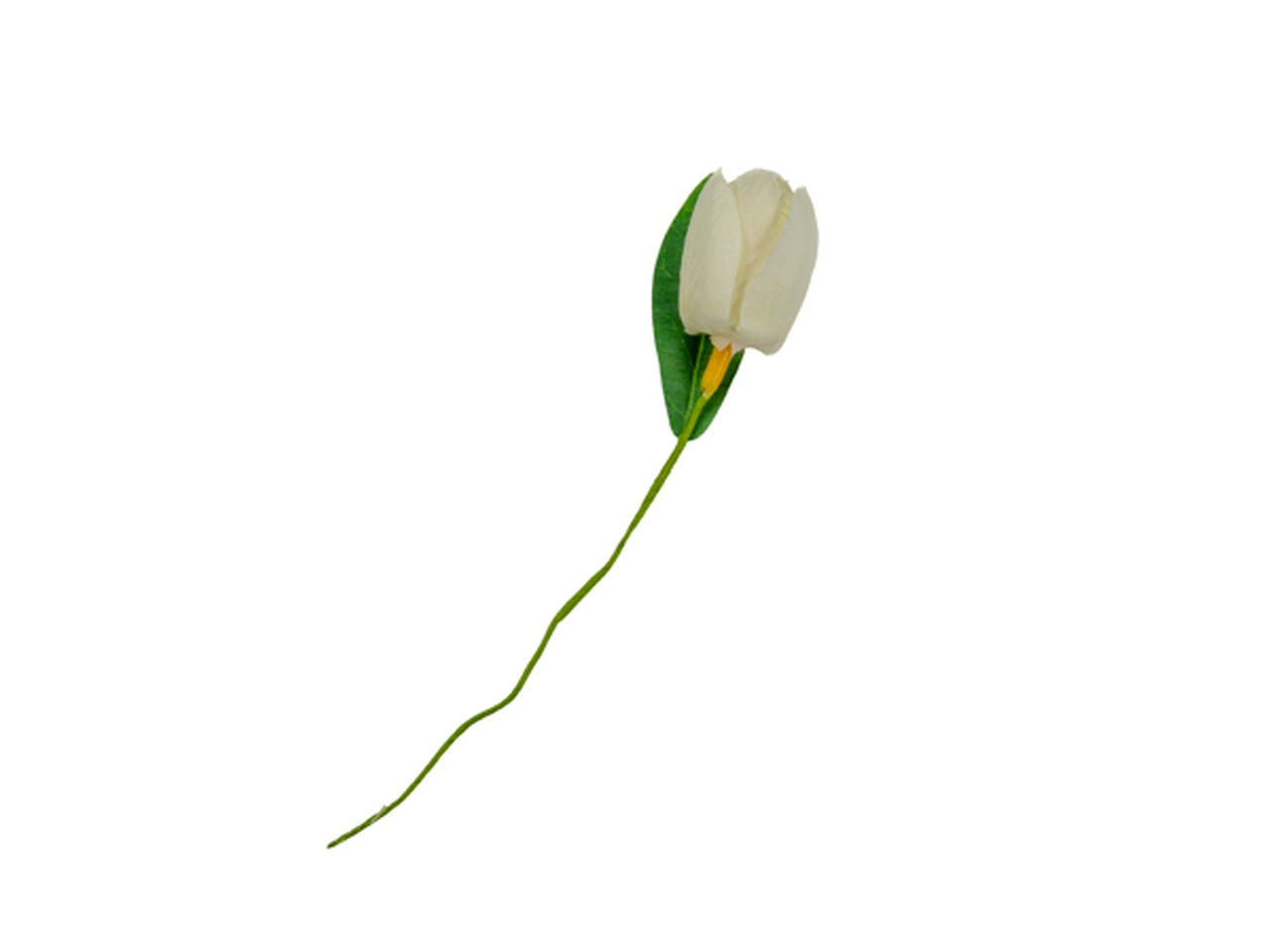Tulipano panna con foglia in confezione da 36 pezzi