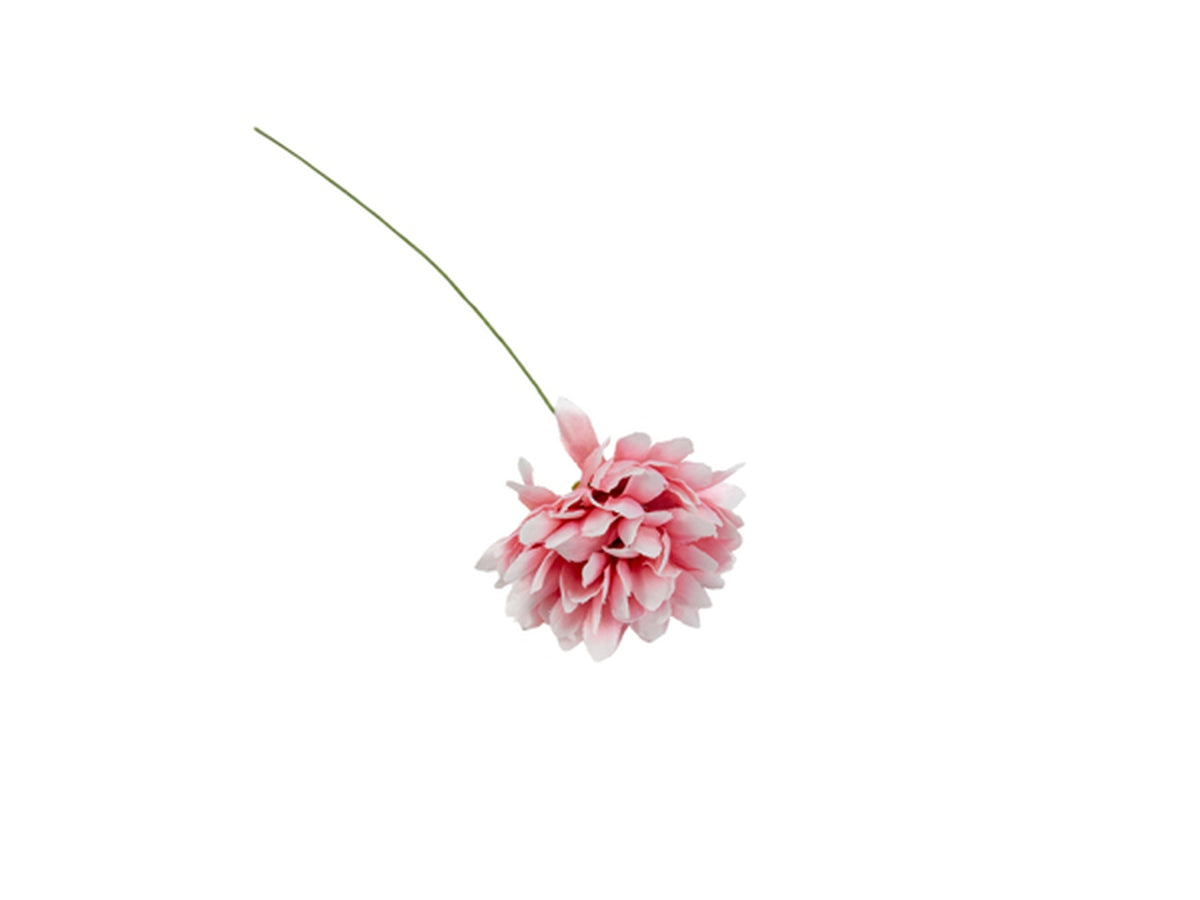Dalia rosa malva in confezione da 36 fiori