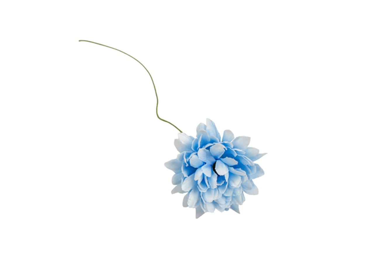 Dalia celeste in confezione da 36 fiori