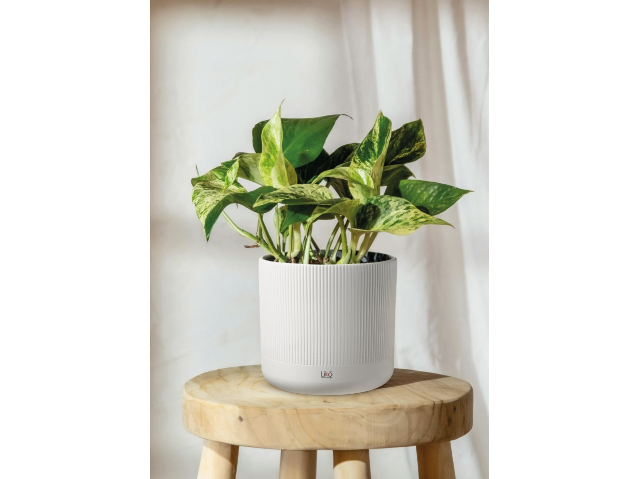 Zefir cachepot d.14xh.13cm in 3 assortitimenti