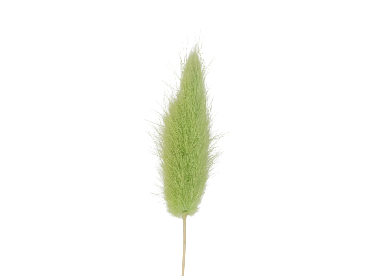 pampas verde in confezione da 10 pezzi