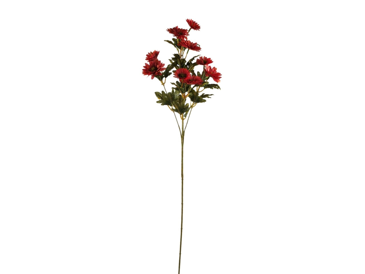 Margherita ramo con 10 fiori fucsia