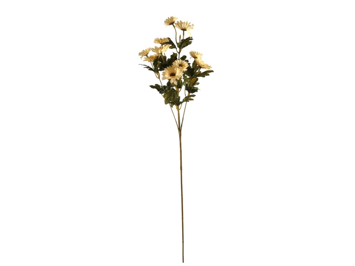 Margherita ramo con 10 fiori beige