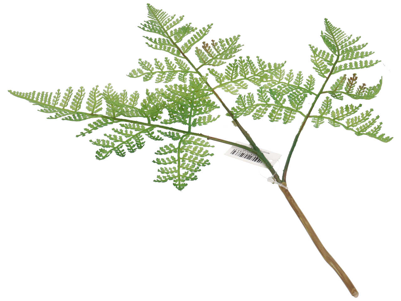 Felce verde