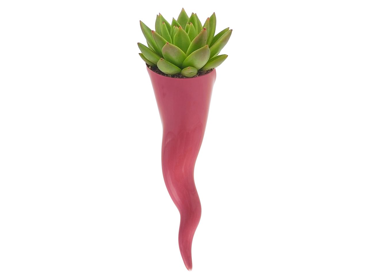 Peperoncino vaso misura h.34cm colore rosa
