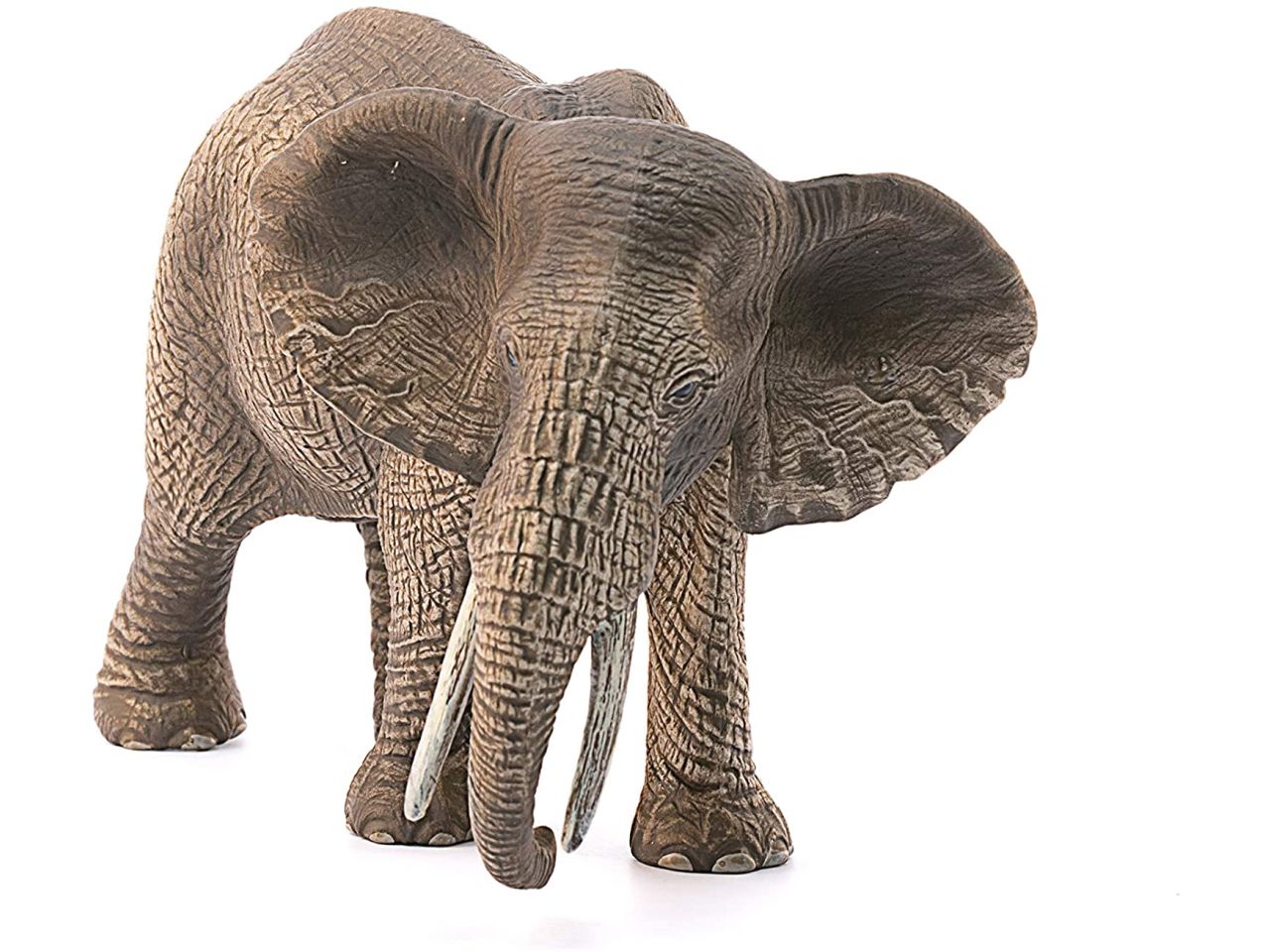 Femmina di elefante africano
