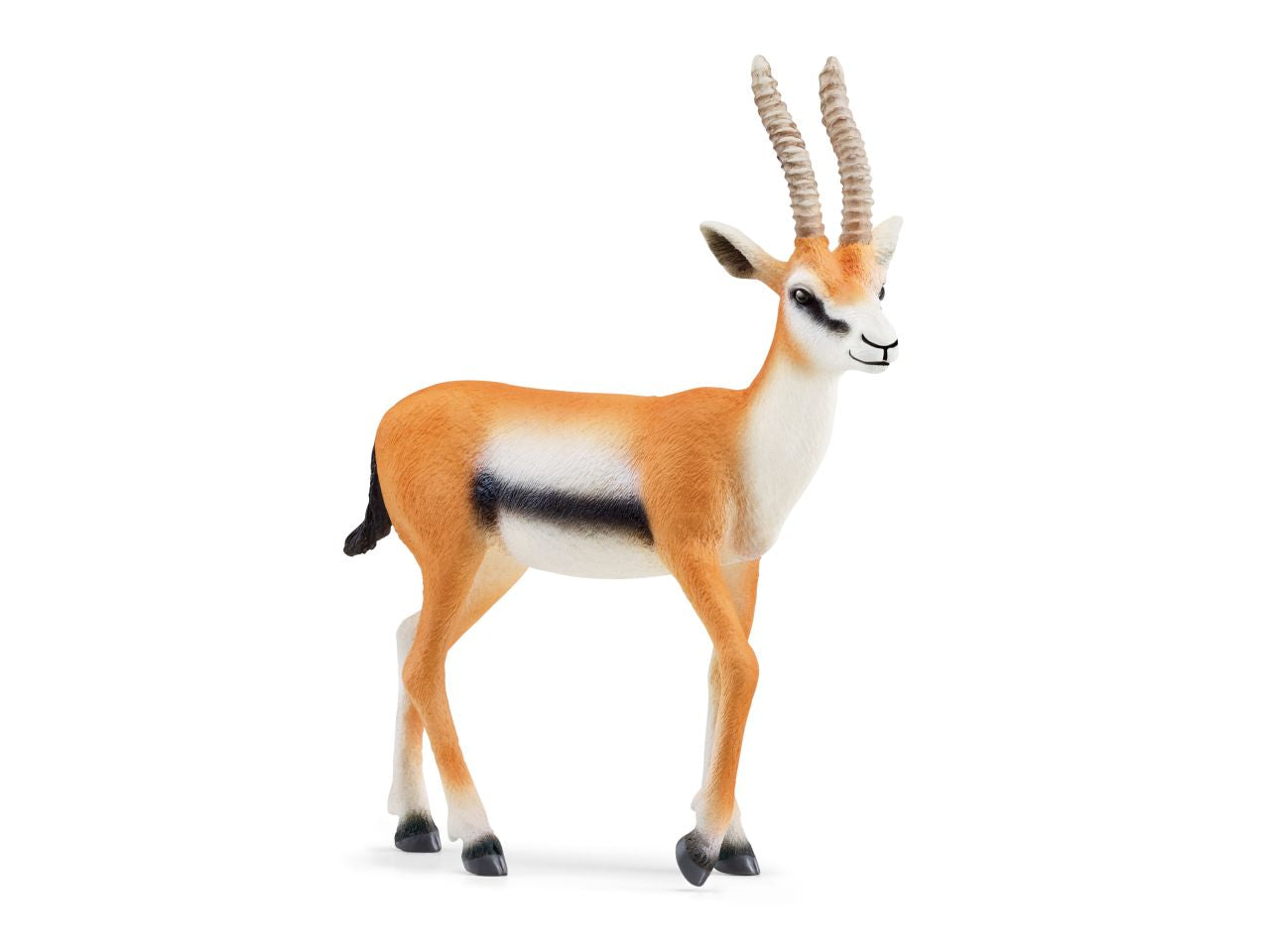 Gazella
