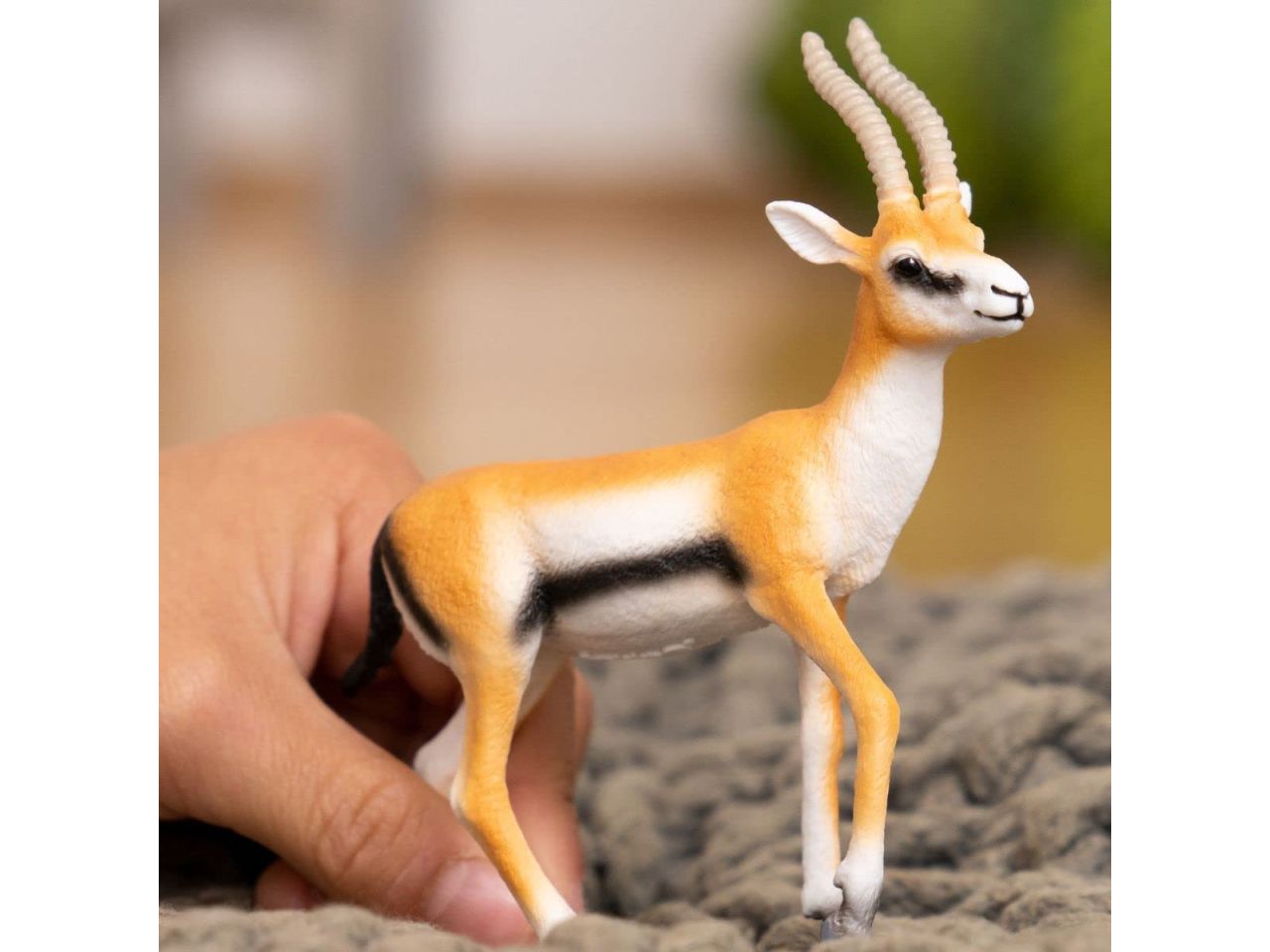 Gazella