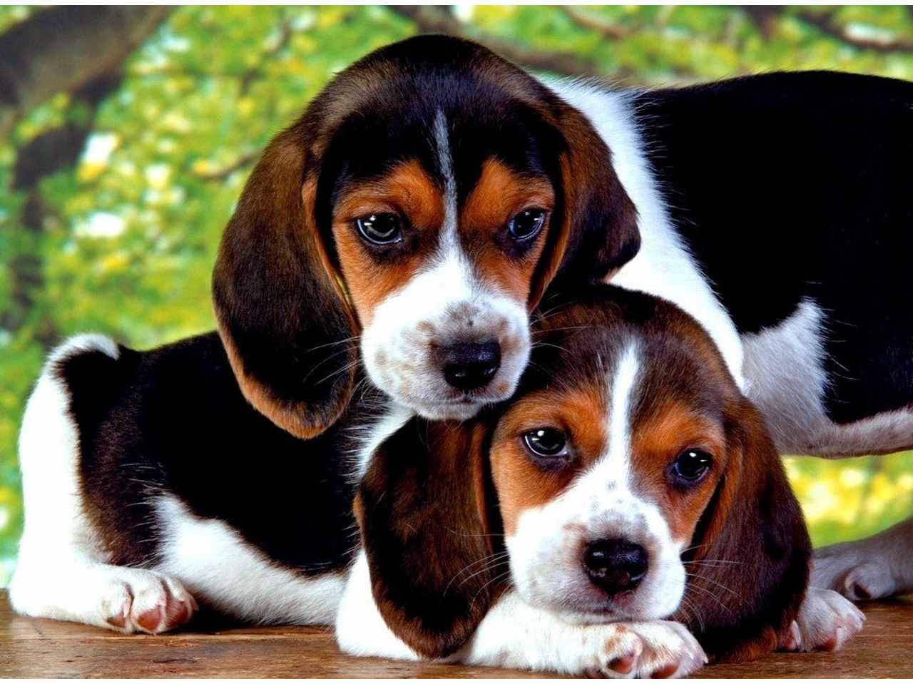 Puzzle 500 Pezzi Due Cani Cuccioli Beagle - Clementoni
