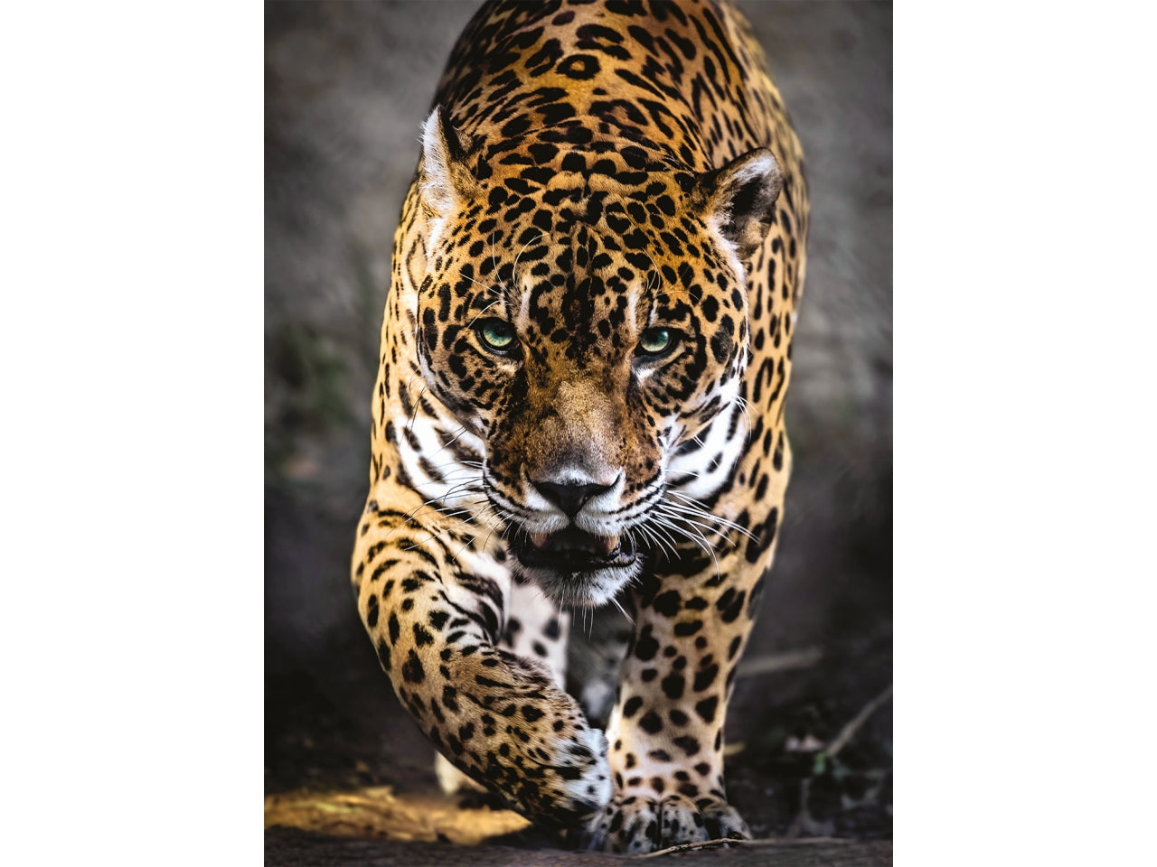 Puzzle da 1000 pezzi hqc walk of the jaguar
