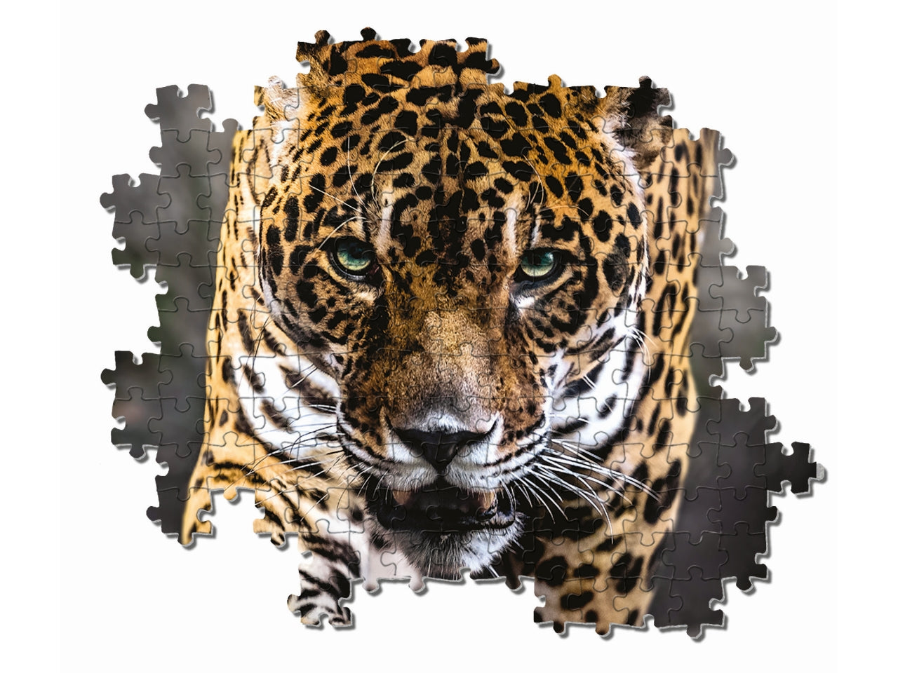 Puzzle da 1000 pezzi hqc walk of the jaguar