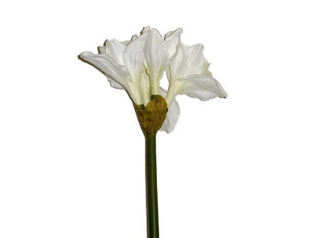 Amarillis crema 4609
