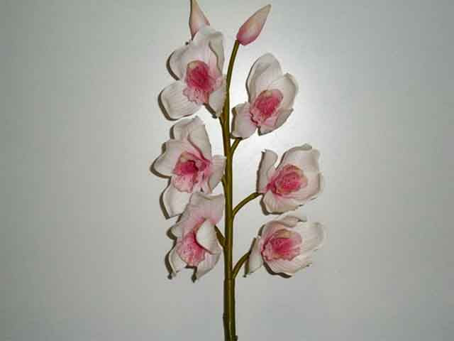 Orchidea rosa 1152