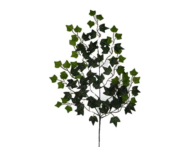 Edera 0440