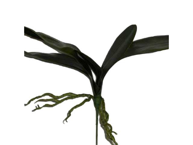 Foglia di orchidea 1159