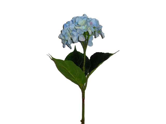 Ortensia blu 6012