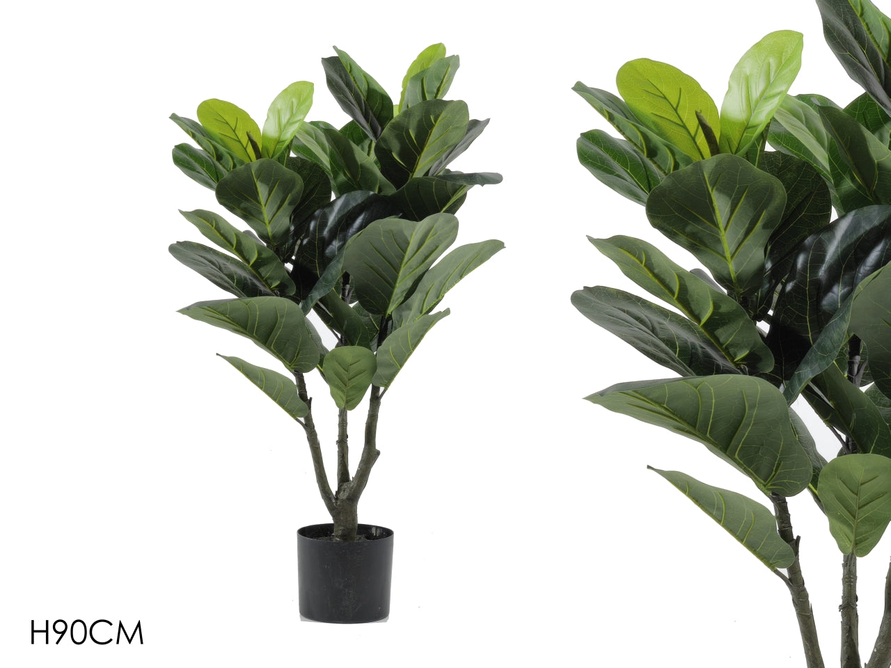 Pianta ficus h.90cm