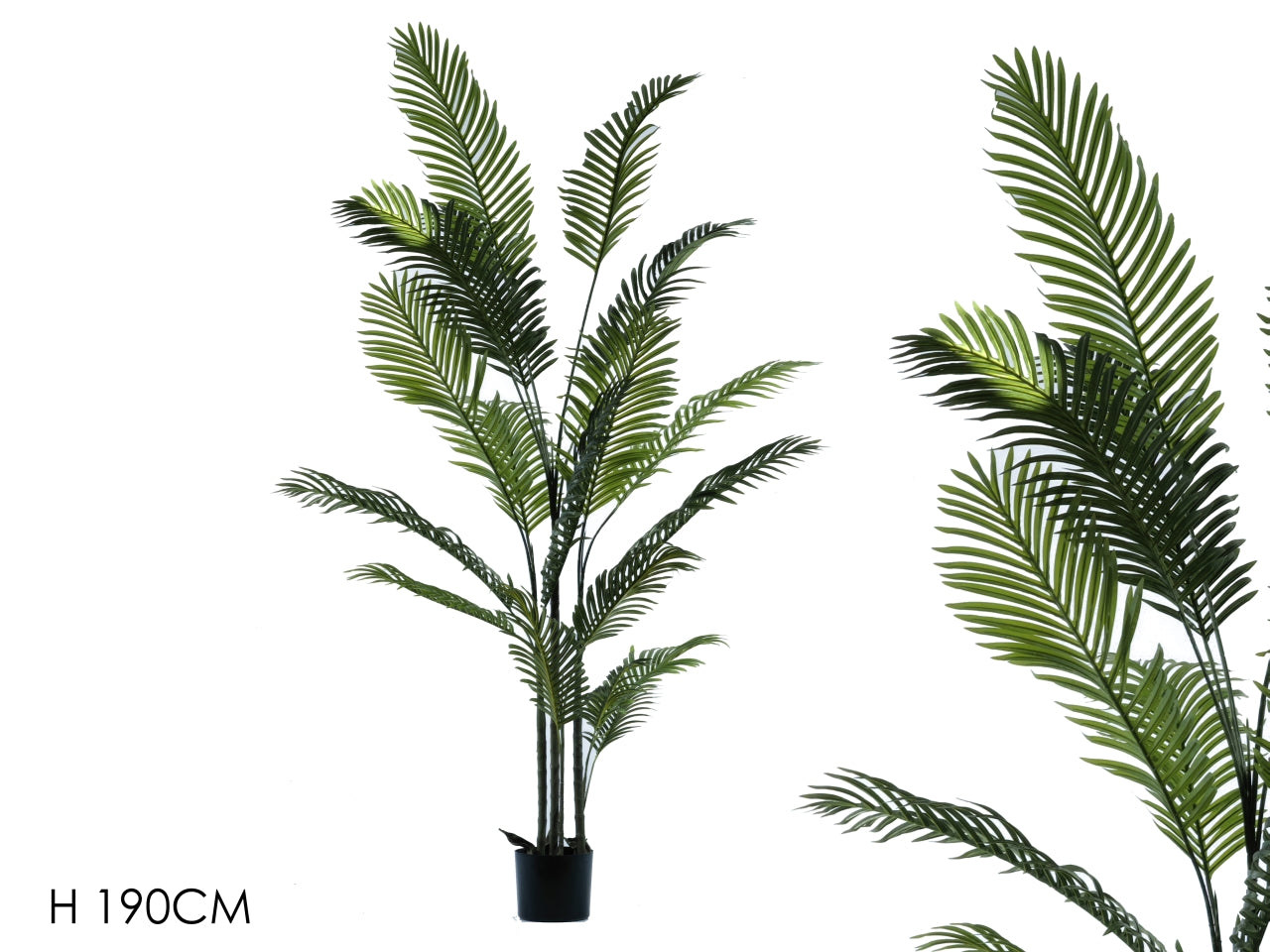Pianta palma areca h.190cm