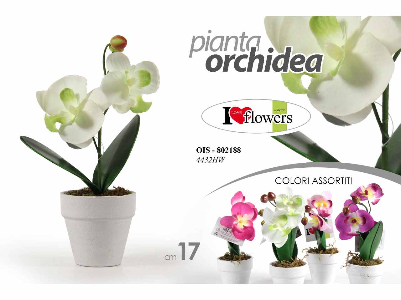 Piantina orchidea 17cm 802188