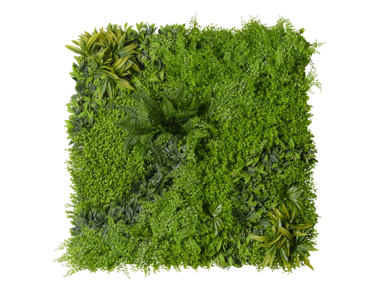 Pannello erboso per parete con piante miste, 100x100x8 cm facile applicazione - Conti
