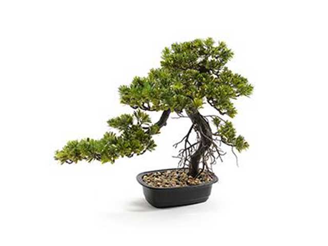 Bonsai in vaso 50x25xh.43cm 03655