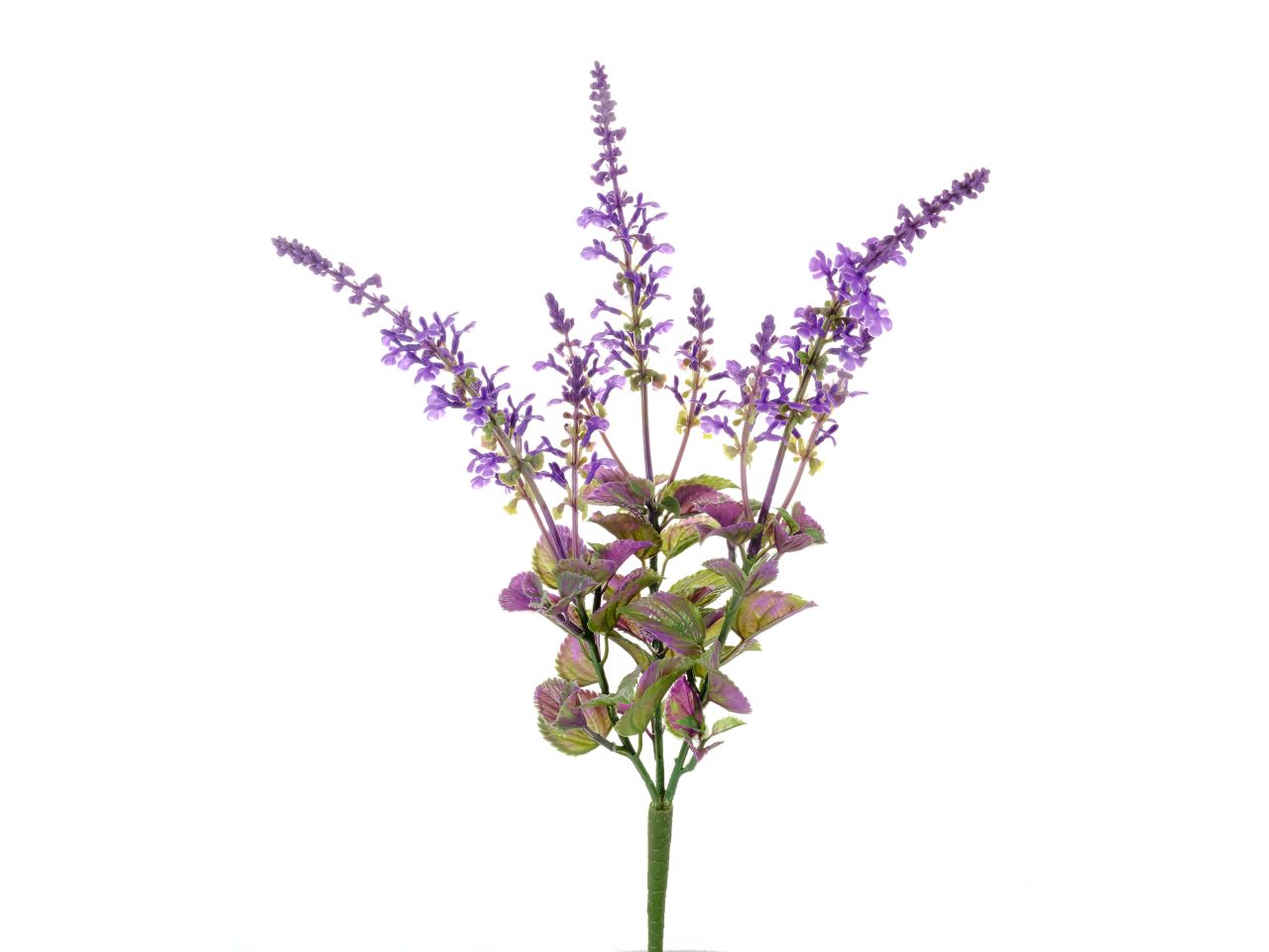 Cespuglio di salvia con fiori lavanda